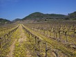 Vigne aux fleurs jaunes2