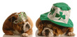 two bulldogs dressed up in St. Patricks Day costumes
