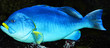 fisch