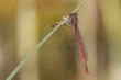 Libelle mit Larvenhülle
