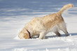 Golden Retriever Golden Retriever