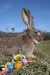 Osterhase