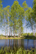 Birches by the pond Birches by the pond