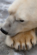 Eisbär
