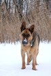 Hund im Schnee