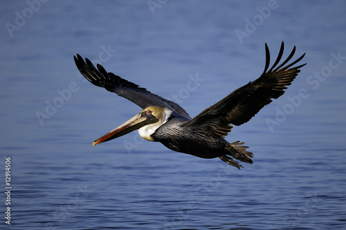 Photo: Brown Pelican portrait Brown Pelican portrait