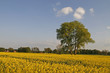 Baum im Rapsfeld, Osnabrücker Land, Germany