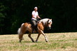 Haflinger Trab