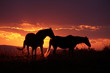 chevaux couché de soleil