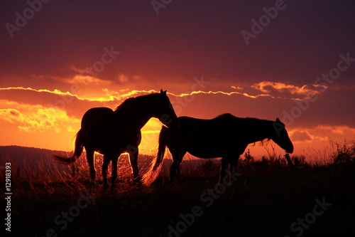 chevaux couché de soleil chevaux couché de soleil