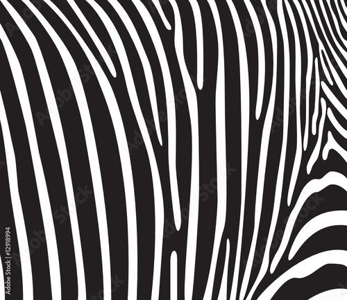 black and white vector. Zebra texture Black and White.