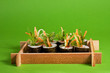 sushi, vegetarian green conception