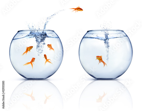 Foto: Jumping Goldfishes Jumping Goldfishes