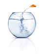 Jumping Goldfish Jumping Goldfish
