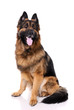 German shepherd on a white background.