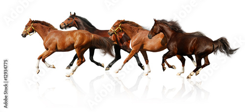 Photo: herd gallops herd gallops