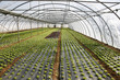 green house green house