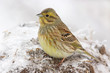 Yellowhammer