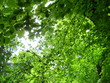 Blätterdach