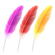 Colored feathers. Vector.