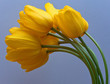 Yellow Tulips