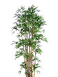 bamboo
