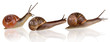 Three snails