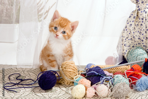 Photo: Caught with wool Caught with wool