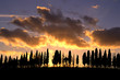 cypress trees and sunset