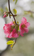 Japanese apple flowers Japanese apple flowers