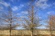 Photo: Cielo y árboles Cielo y árboles