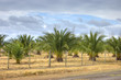 Photo: Palmeras en el campo Palmeras en el campo