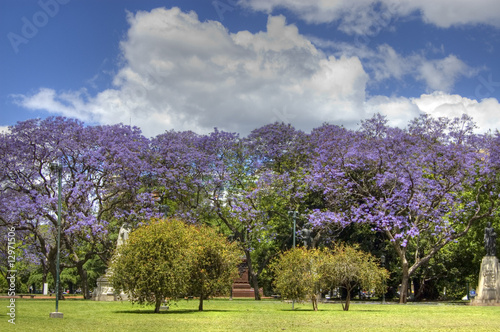 Photo: Arboles en flor Arboles en flor