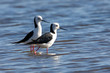 Black-winged Stilts - Australian Birds