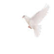 pigeon pigeon