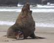 Sealion posing