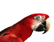 Macaw - Parrot - Bird - Arara - Papagaio