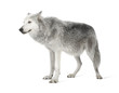 Mackenzie Valley Wolf (8 years) - Canis lupus occidentalis