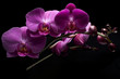 Orchidea Phalaenopsis Orchidea Phalaenopsis