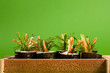 sushi, vegetarian green conception, close-up