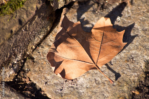 Photo: Blatt. Blatt.