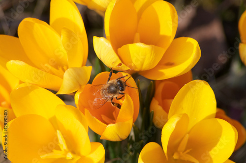 Photo: Frühling Frühling