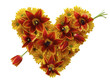 happy flower heart with tulip arrow