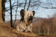 Skye terrier très sage de face à la campagne Skye terrier très sage de face à la campagne