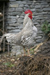 cock