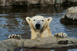 Foto: Eisbär Eisbär