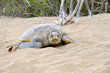 Hawaiian green sea turtle on beach Hawaiian green sea turtle on beach