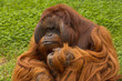 Orang Utan