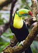 Tucan Tucan