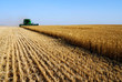 combine harvesret